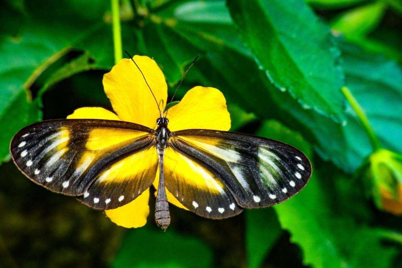 Rumi Wilco Ecolodge & Nature Reserve-Cabanas & Camping Vilcabamba Exteriör bild