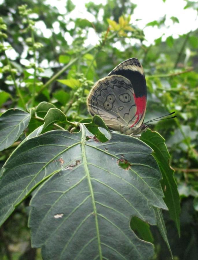 Rumi Wilco Ecolodge & Nature Reserve-Cabanas & Camping Vilcabamba Exteriör bild