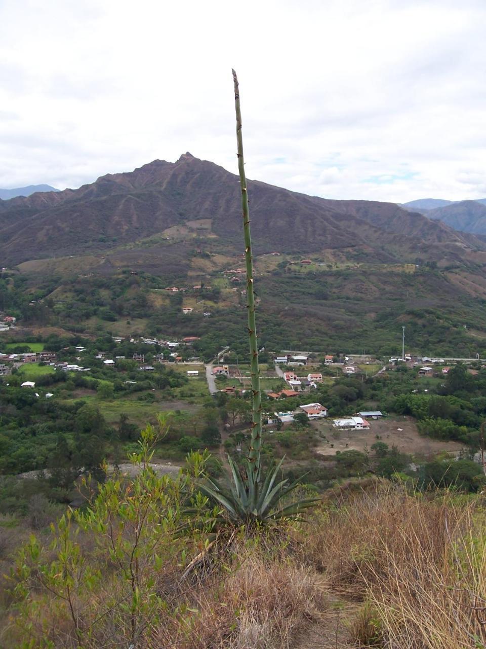 Rumi Wilco Ecolodge & Nature Reserve-Cabanas & Camping Vilcabamba Exteriör bild