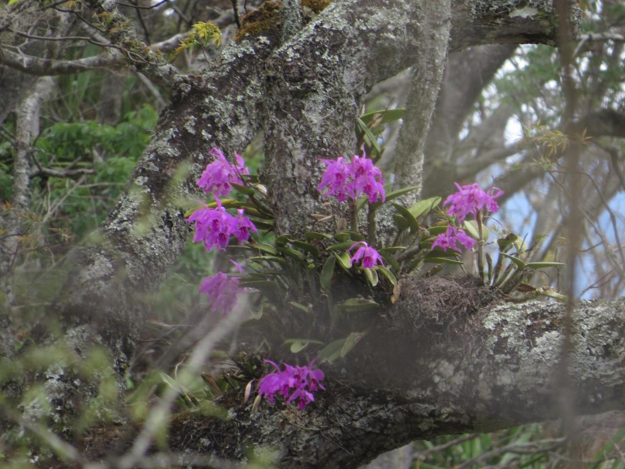 Rumi Wilco Ecolodge & Nature Reserve-Cabanas & Camping Vilcabamba Exteriör bild